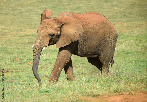 un enorme elefante en un safari
