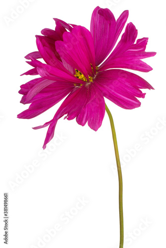 cosmos flower isolated