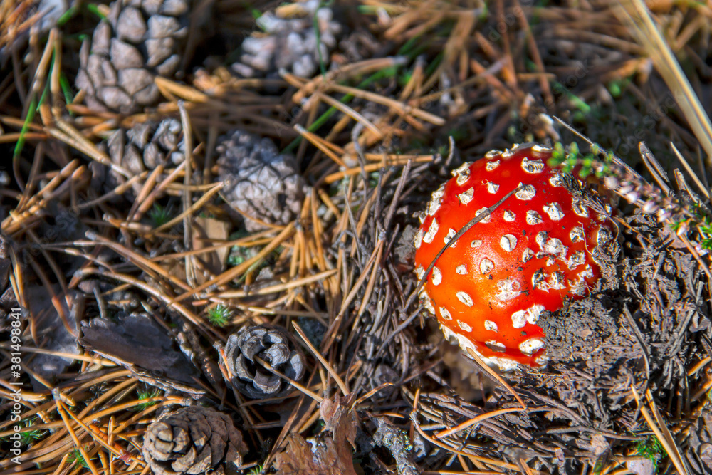 Amanita Muscaria (fly agaric or fly amanita) mushroom Amanita Muscaria (fly agaric or fly amanita) mushroom
