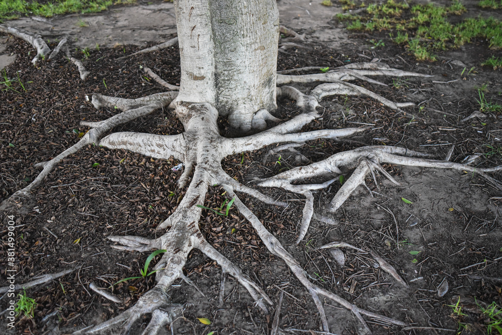 Bare roots crawling out of the ground Bare roots crawling out of the ground