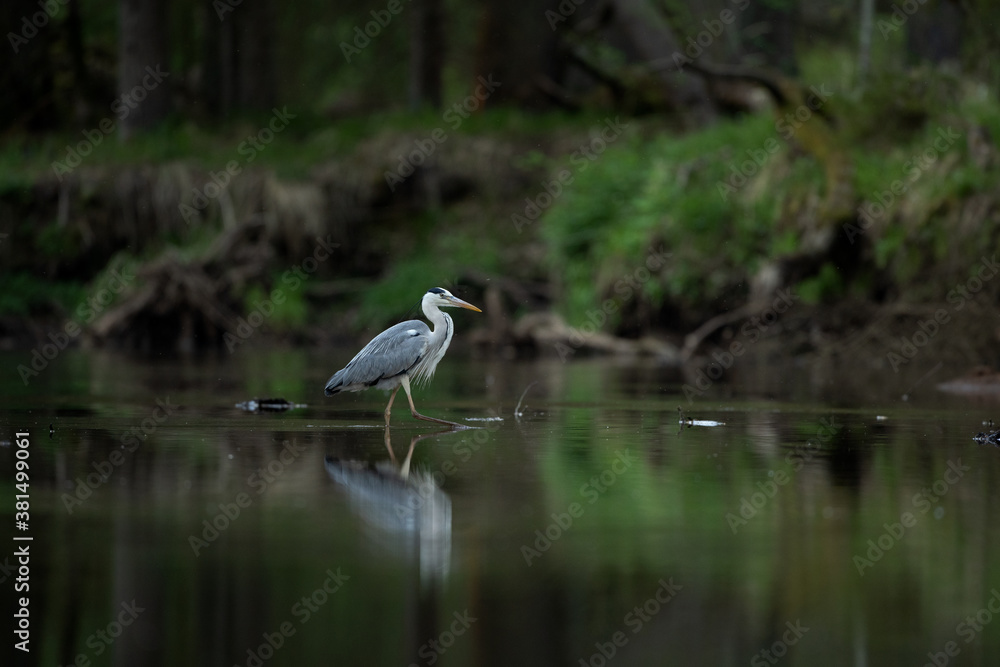 Grey heron hunting on the river. Heron fishing during the day. European wildlife nature. Bohemia nature. Grey heron hunting on the river. Heron fishing during the day. European wildlife nature. Bohemia nature.