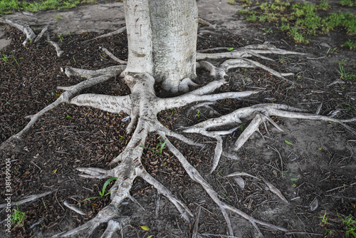 Bare roots crawling out of the ground