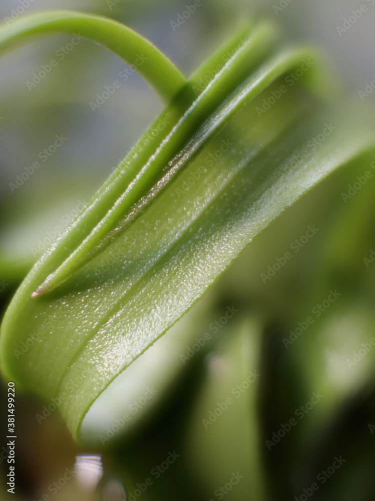 Obraz premium Close up of a wet Tillandsia air plant leaf