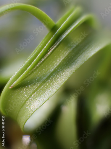 Close up of a wet Tillandsia air plant leaf