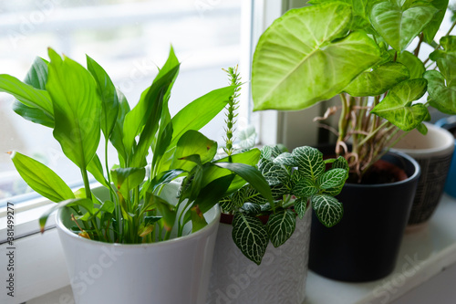 Small decoration plants in a glass bottle/garden terrarium bottle/ forest in a jar. Terrarium jar with piece of forest with self ecosystem. Save the earth concept. Bonsai, set of terrariums/ jars