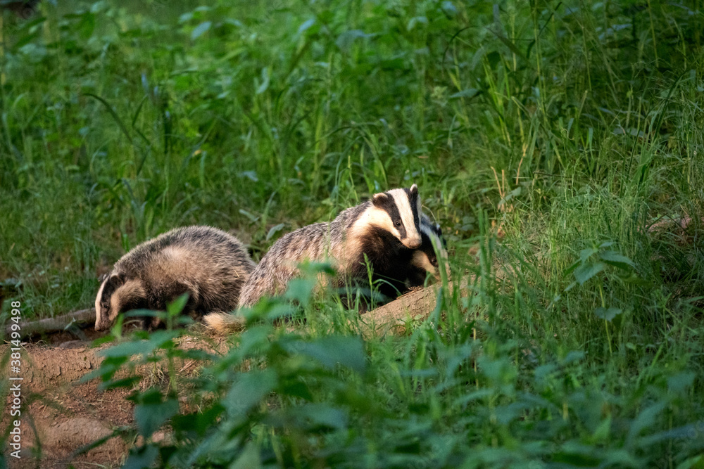 Badger family. European badger moving in the forest. Wildlife nature in the summer forest. European nature. Badger family. European badger moving in the forest. Wildlife nature in the summer forest. European nature.