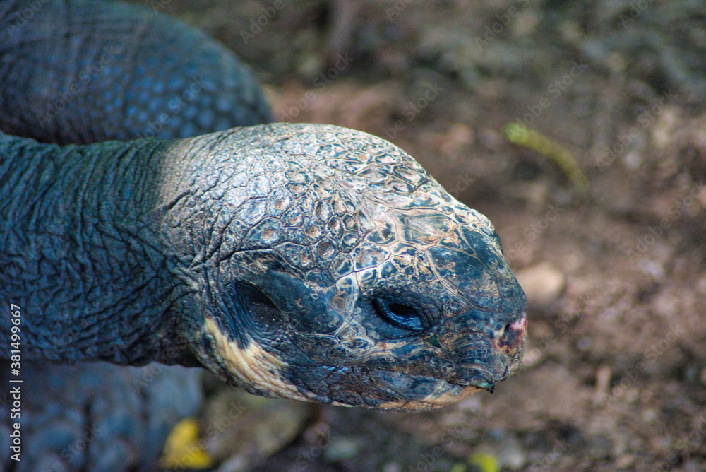 Tortugas Gigantes De Las Islas Galapagos En Ecuador Stock Photo 