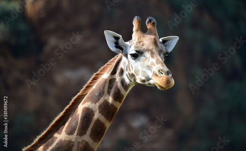 una preciosa jirafa en un safari © alberto
