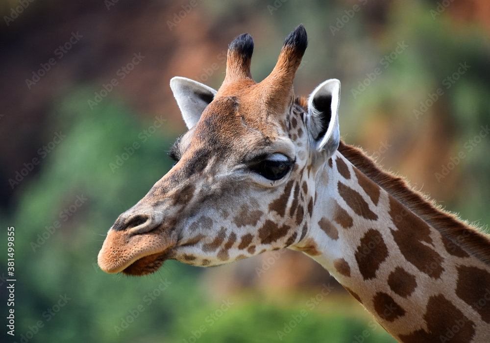 Fototapeta premium una preciosa jirafa en un safari