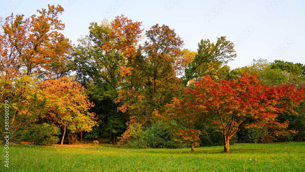 Naklejka premium autumn trees in the park