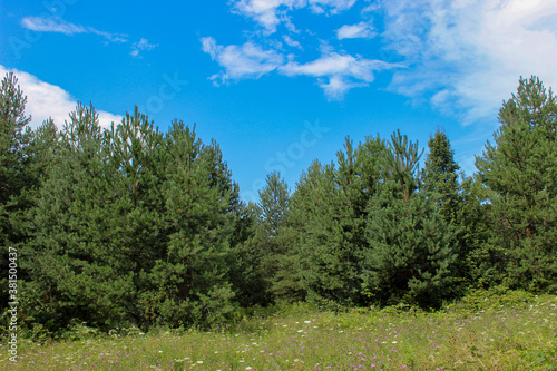 Pine forest with a meadow in front. Summer.