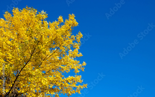 Bright autumn background of nature. Yellow autumn ash leaves against a blue sky