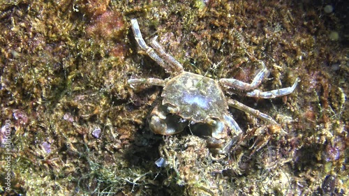 Brachinotus sexdentatus, Small crabs hide among mussels. Black sea photo