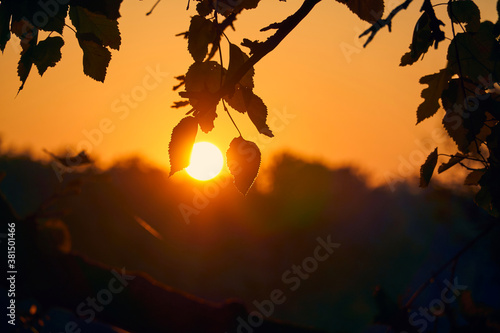 close-up view of leaves and branches at sunset, colorful autumn forest, bright sunlight
