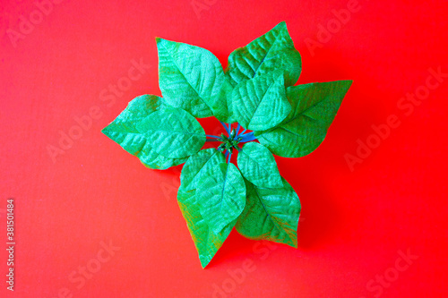 Christmas decoration green Poinsettia