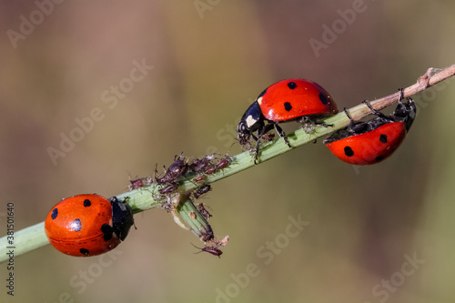 Close-up of a ladybird eating an aphid