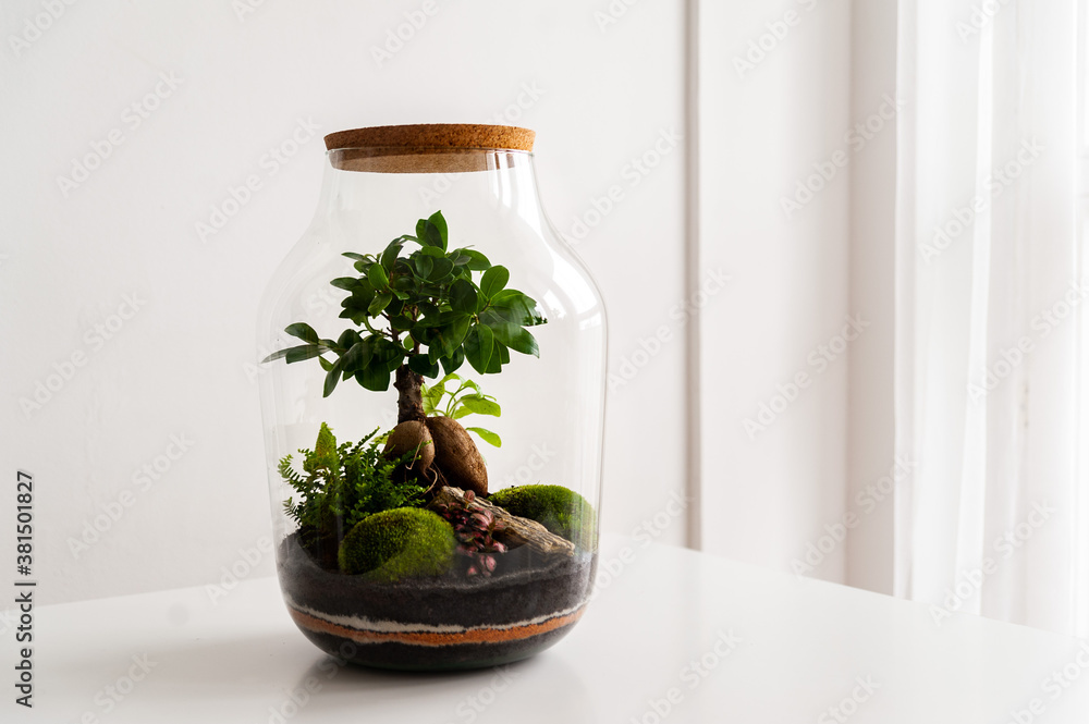 Small decoration plants in a glass bottle/garden terrarium bottle/ forest in a jar. Terrarium jar with piece of forest with self ecosystem. Save the earth concept. Bonsai, set of terrariums/ jars Small decoration plants in a glass bottle/garden terrarium bottle/ forest in a jar. Terrarium jar with piece of forest with self ecosystem. Save the earth concept. Bonsai, set of terrariums/ jars
