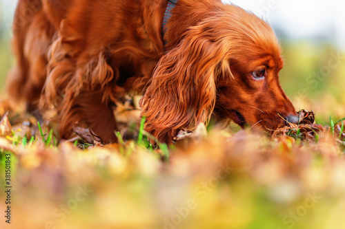 Obraz na płótnie English cocker spaniel