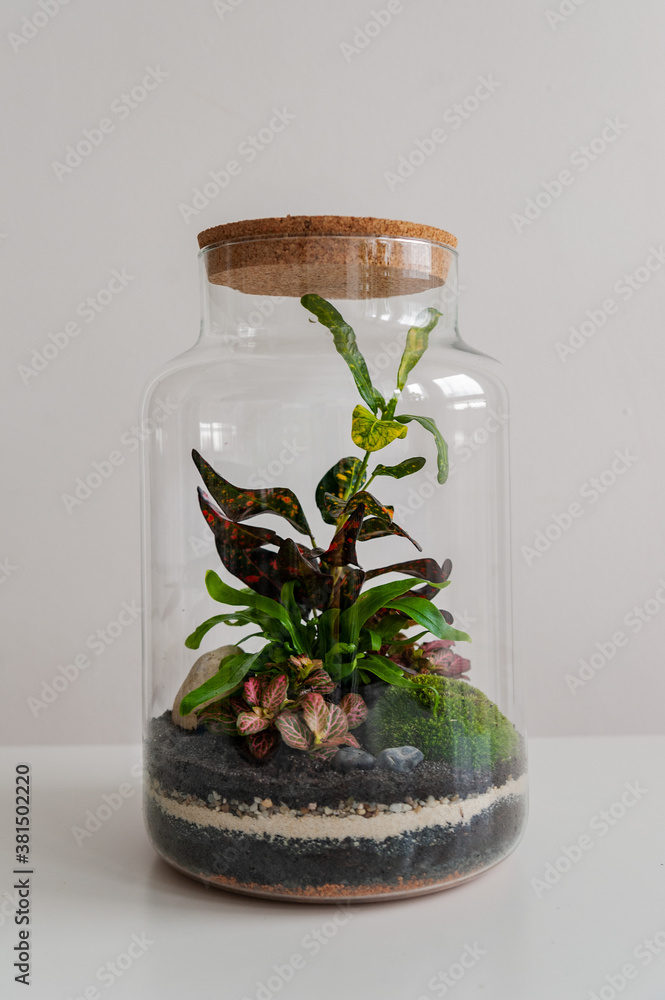 Small decoration plants in a glass bottle/garden terrarium bottle/ forest in a jar. Terrarium jar with piece of forest with self ecosystem. Save the earth concept. Bonsai, set of terrariums/ jars Small decoration plants in a glass bottle/garden terrarium bottle/ forest in a jar. Terrarium jar with piece of forest with self ecosystem. Save the earth concept. Bonsai, set of terrariums/ jars