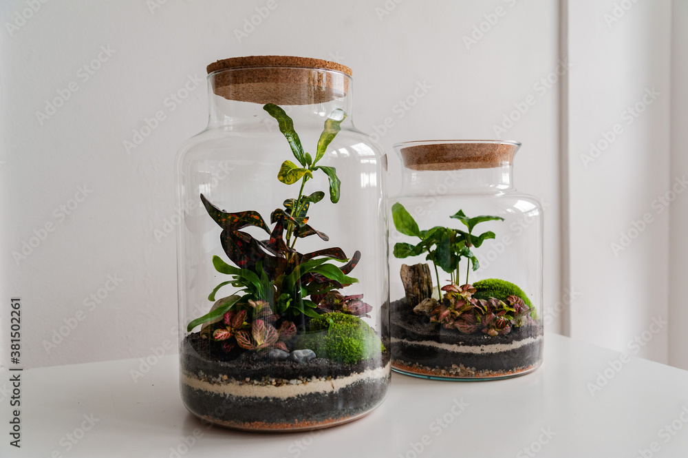 Small decoration plants in a glass bottle/garden terrarium bottle/ forest in a jar. Terrarium jar with piece of forest with self ecosystem. Save the earth concept. Bonsai, set of terrariums/ jars
