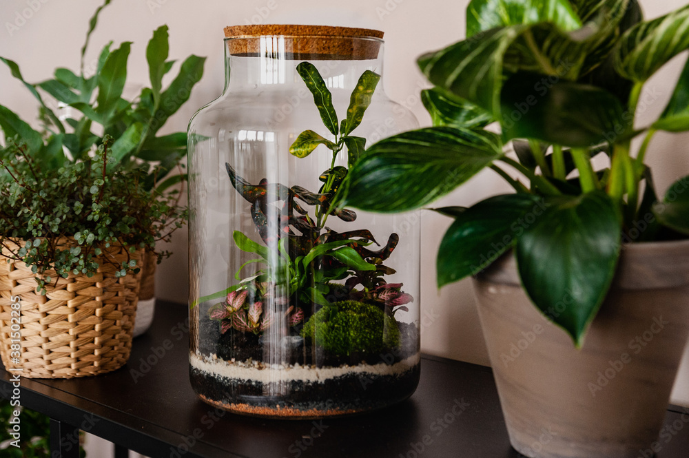 Small decoration plants in a glass bottle/garden terrarium bottle/ forest in a jar. Terrarium jar with piece of forest with self ecosystem. Save the earth concept. Bonsai, set of terrariums/ jars