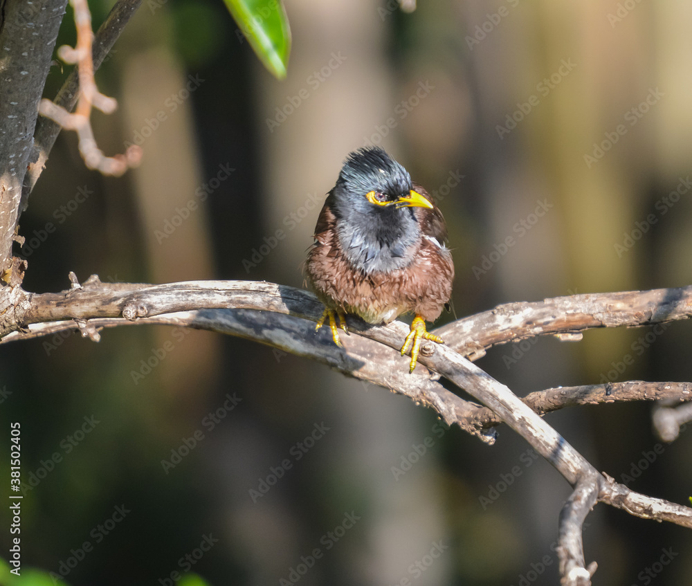 Fototapeta premium Common Indian Myna or Mynah perched known as Acridotheres tristis in scientific terms