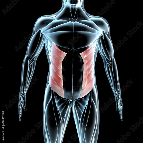3d Illustration of the External Abdominal Oblique Muscles on Xray Musculature