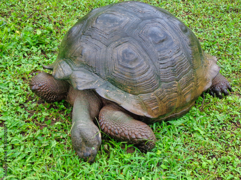 Tortugas gigantes de las islas Galapagos en Ecuador Tortugas gigantes de las islas Galapagos en Ecuador