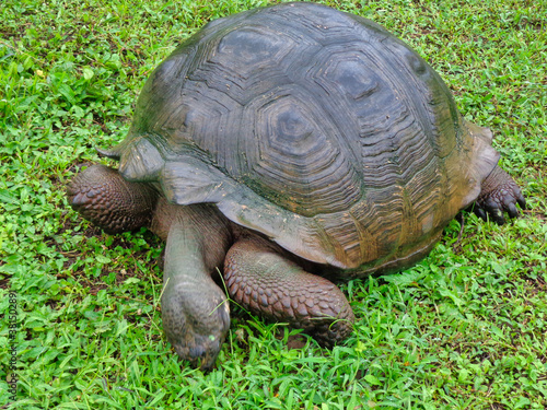 Tortugas gigantes de las islas Galapagos en Ecuador