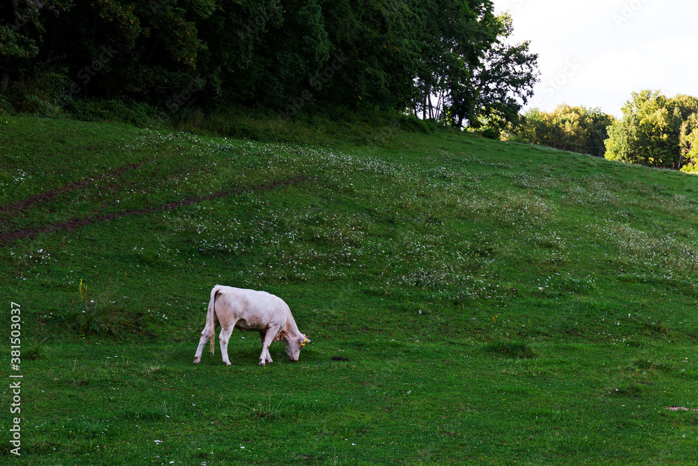 Obraz premium Cows grazing in the clean Nature in the Rychlebske Mountains, Northern Moravia, Czech Republic 