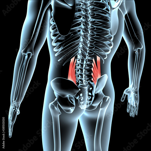 3d Illustration of the Quadratus Lumborum Muscles Anatomical Position on Xray Body photo