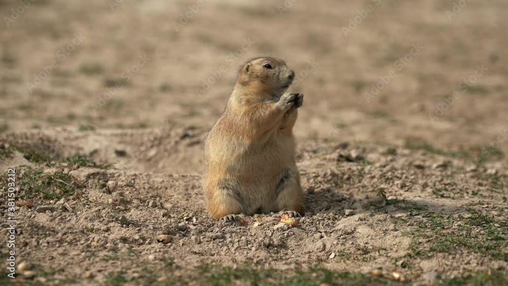 Prairie Dog in Badlands National Park South Dakota Prairie Dog in Badlands National Park South Dakota
