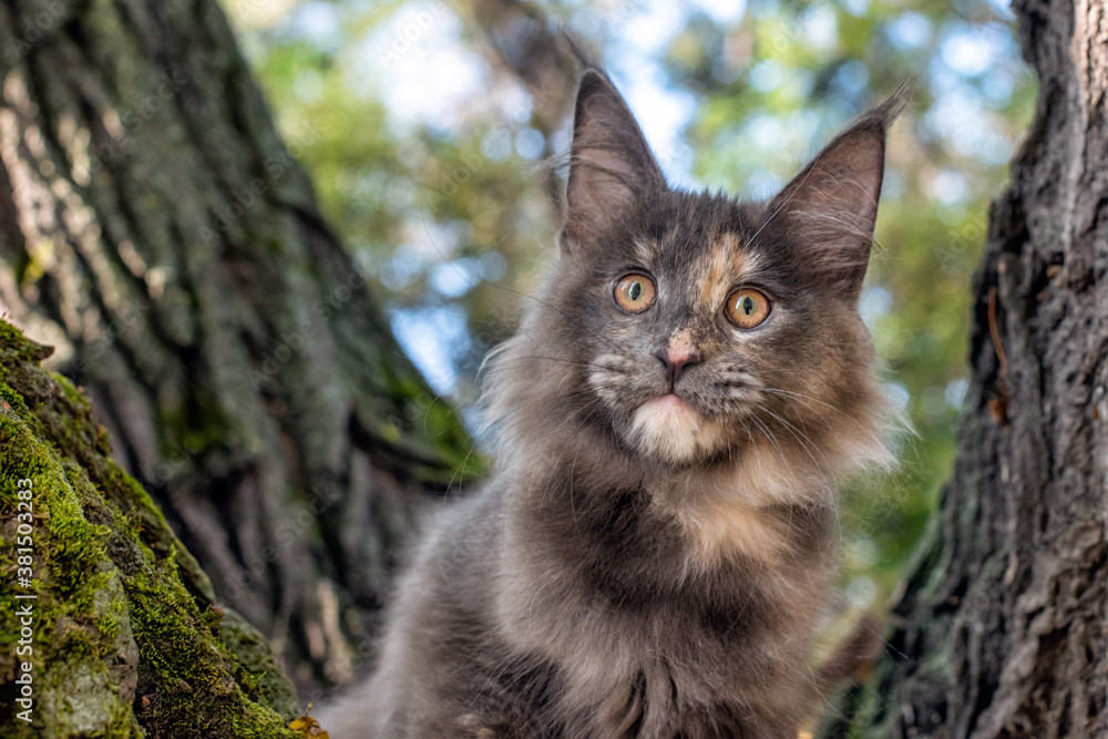 A big blue maine coon kitten sitting on a tree in a forest in summer.
