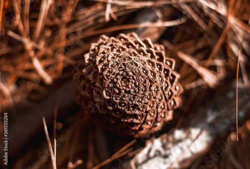 Pine cone on brown ground