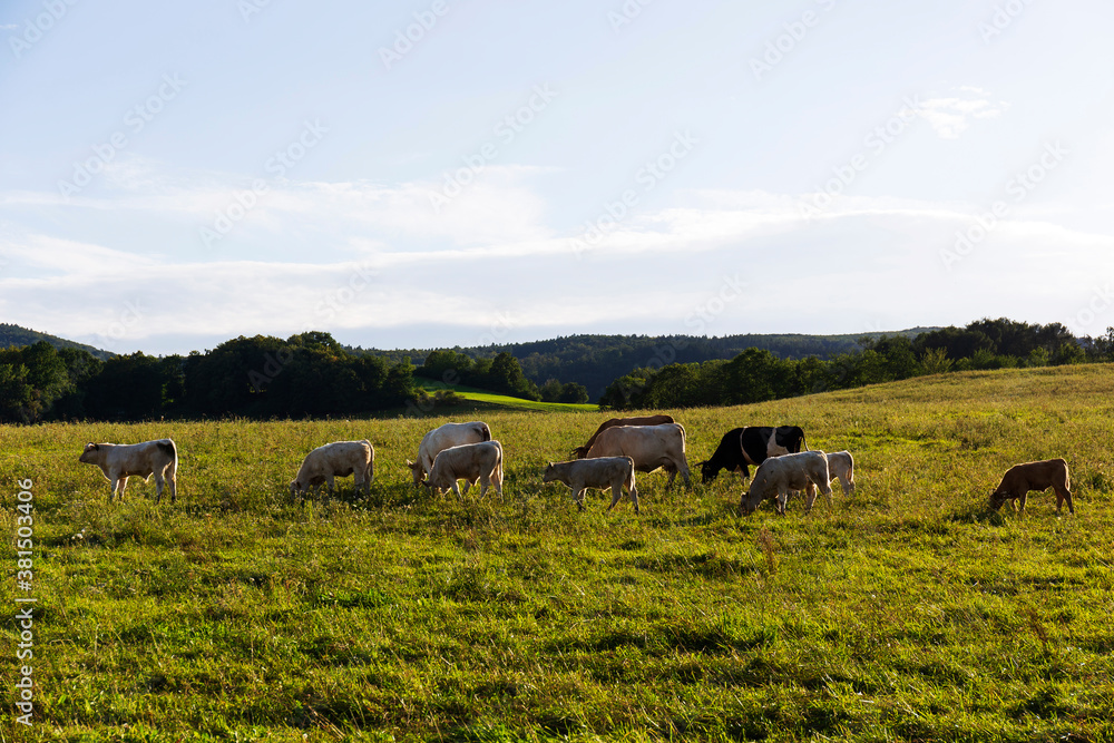 Fototapeta premium Cows grazing in the clean Nature in the Rychlebske Mountains, Northern Moravia, Czech Republic 