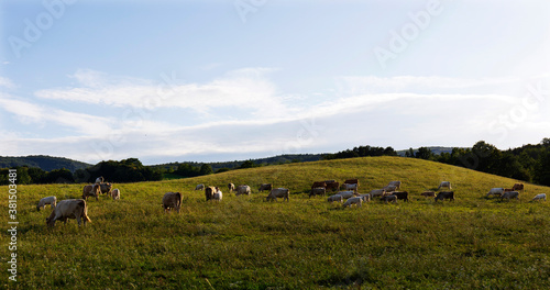 Cows grazing in the clean Nature in the Rychlebske Mountains, Northern Moravia, Czech Republic 