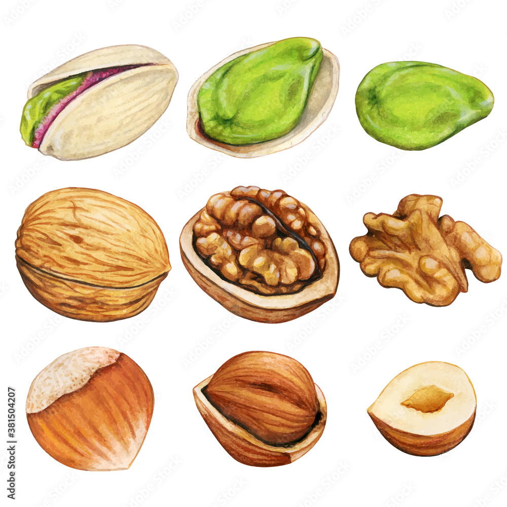 Watercolor high quality winter nuts Watercolor high quality winter nuts