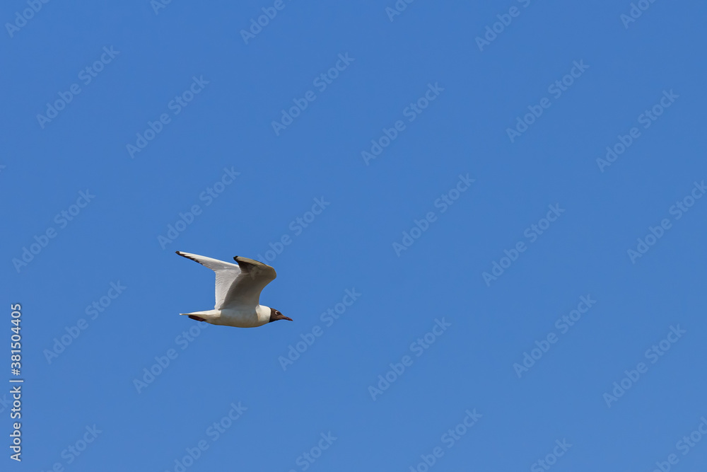 Black-headed gull flies against the blue sky Black-headed gull flies against the blue sky