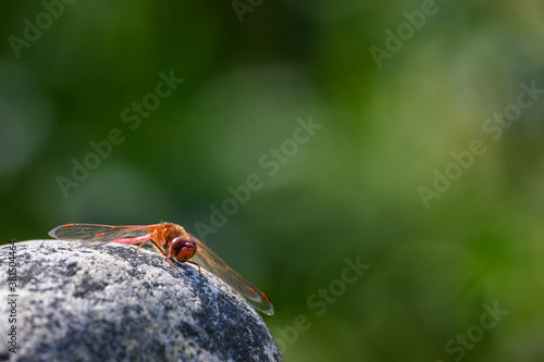 Red Cardinal Meadowhawk dragonfly perched on a sun warmed rock in a garden 