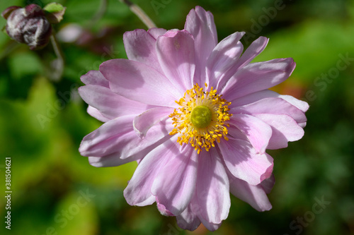 Closeup of pink Japanese Anemone blooming in a garden  as a nature background 