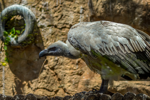 Portrait of an isolated cape vulture in a zoo in South Africa