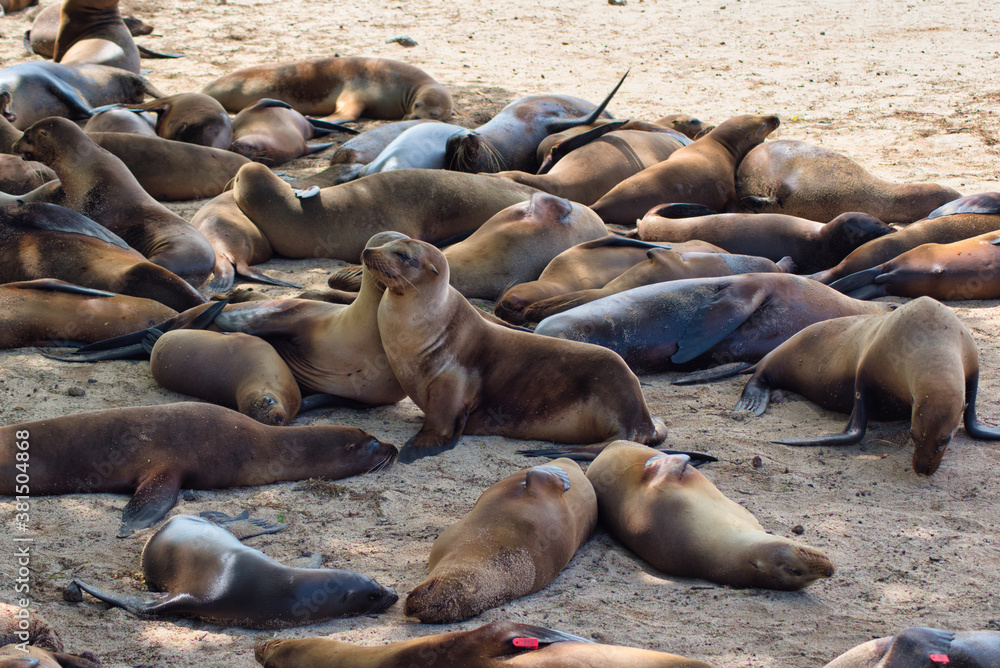 Fototapeta premium Leon marino de las islas Galapagos en Ecuador