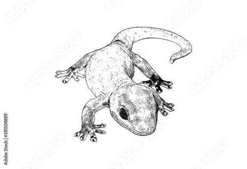 Engraving house gecko lizard illustration isolated on whte BG