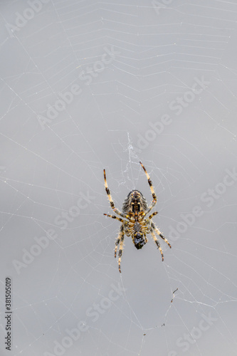 Closeup of underside of a spider in a web against a gray background 