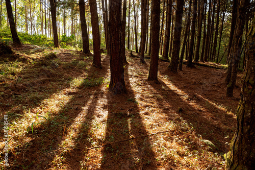 Pine forest at sunset in Backlight