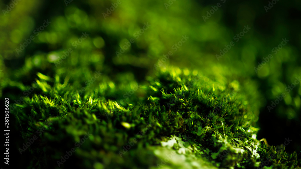Banner from the texture of rich green moss in the rays of the sun, macro. There is a space for text. Banner from the texture of rich green moss in the rays of the sun, macro. There is a space for text.