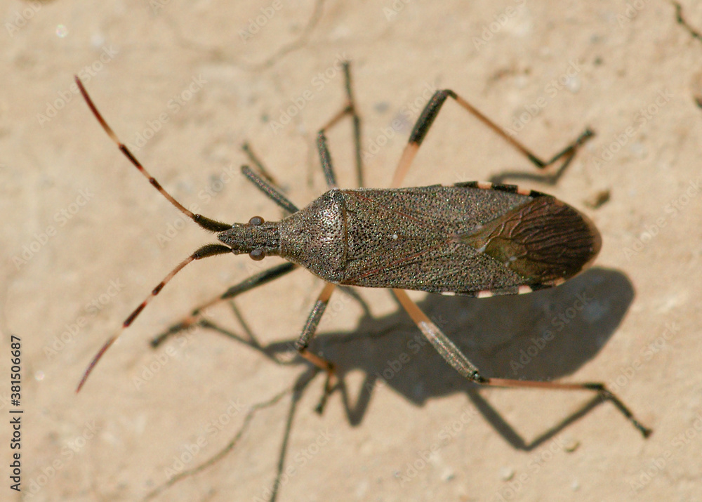Bug (Dicranocephalus albipes) Bug (Dicranocephalus albipes)