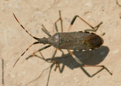 Bug (Dicranocephalus albipes)