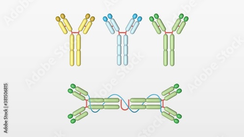 Modelo de análisis de familia de anticuerpos IgG en 3D. Clínica de análisis. photo