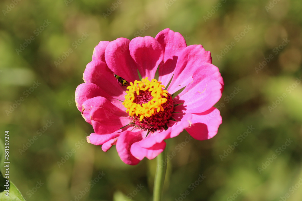 Obraz premium Hiding in the Petals